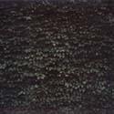 Tarentel CD